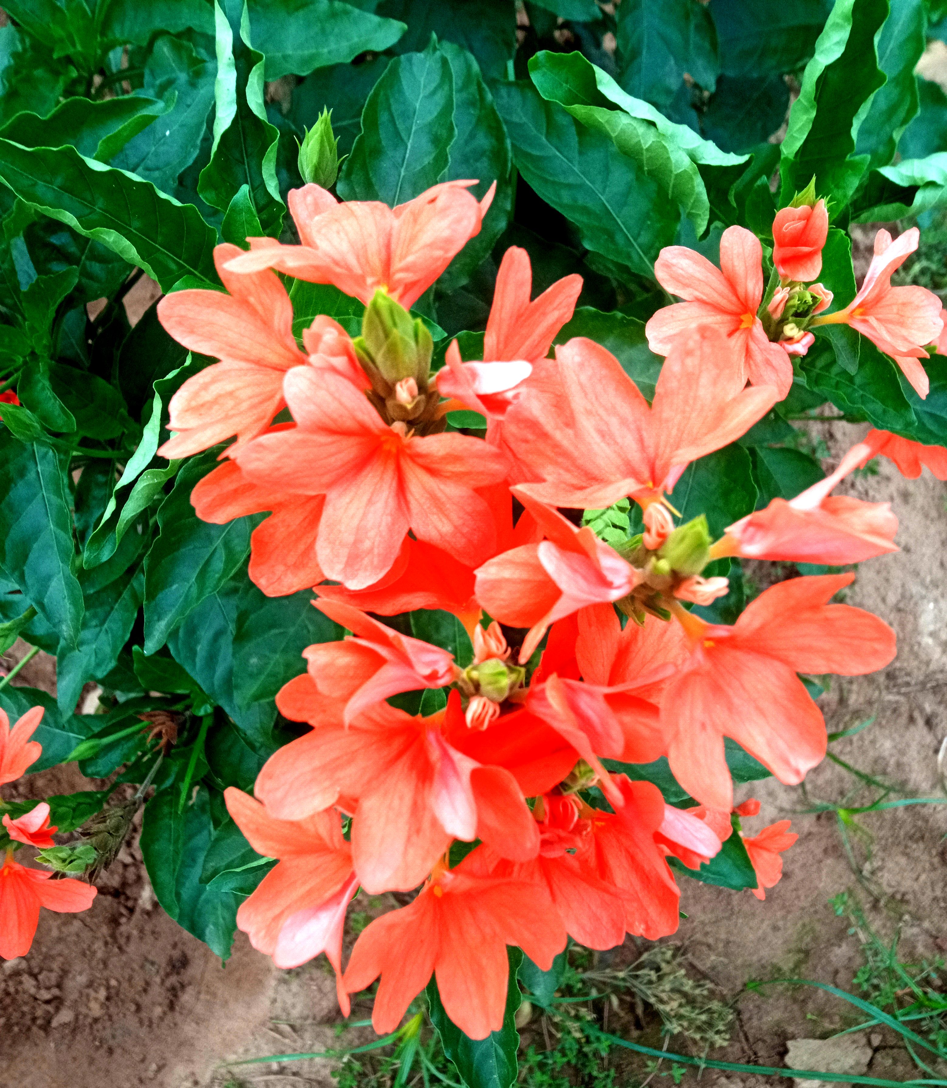 Garden Image