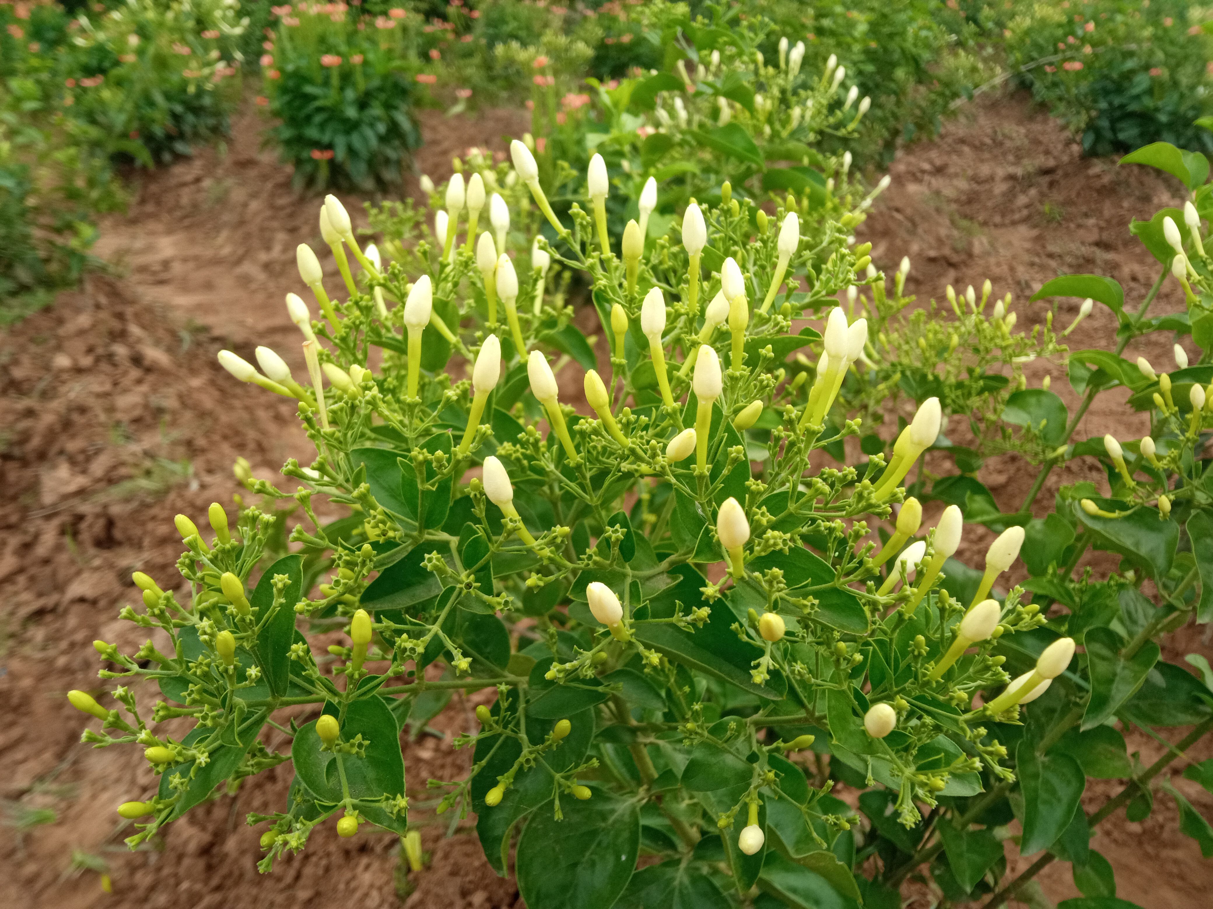 Garden Image